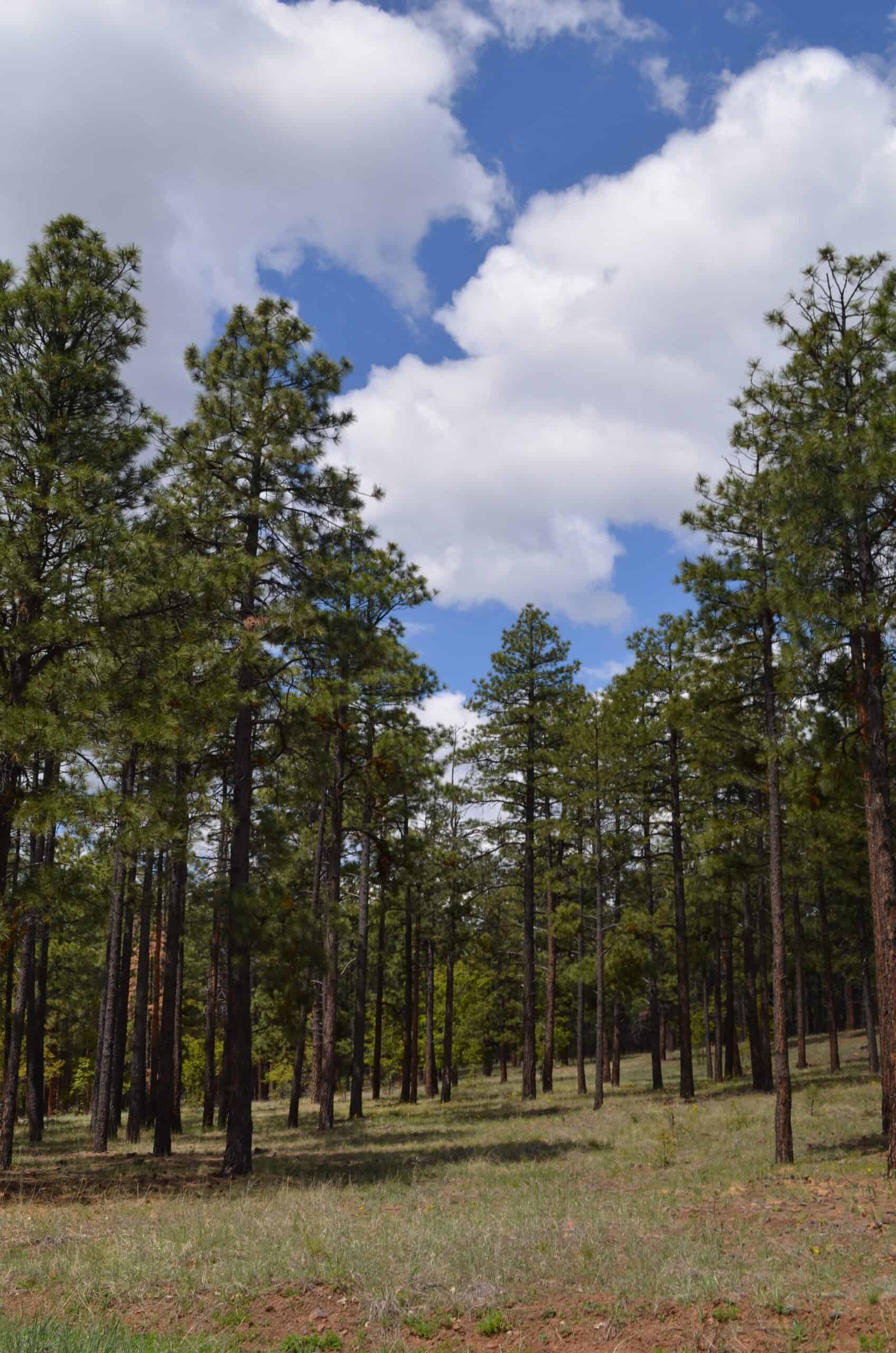 Forest scene at Lowell Observatory with tall pine trees and blue sky.